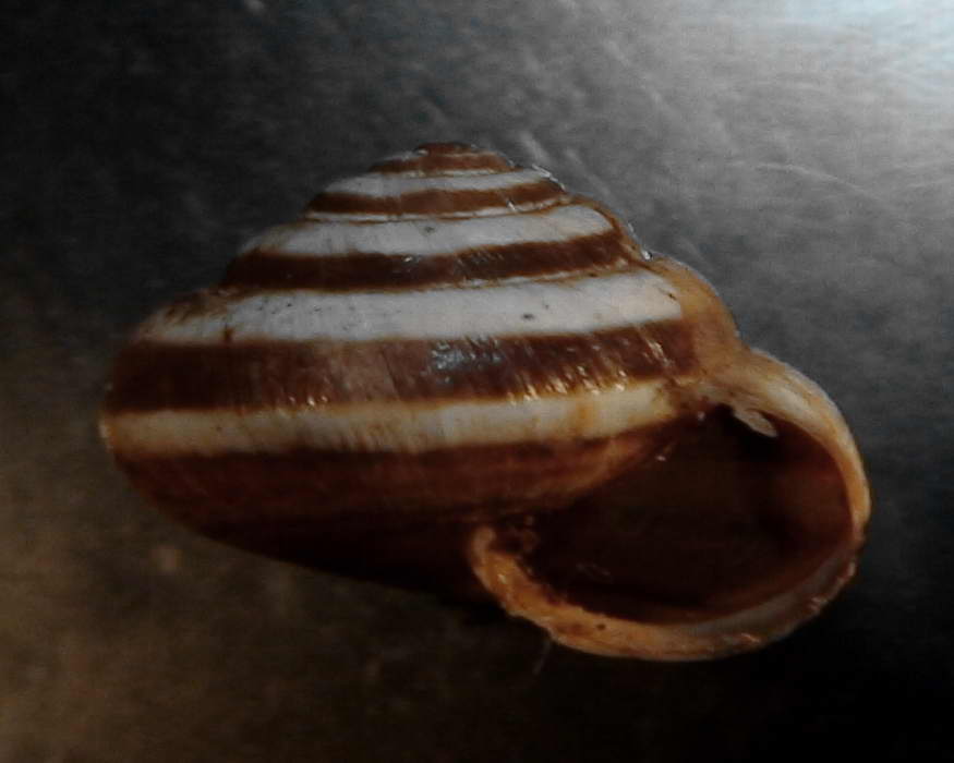 Trochoidea (Trochoidea) pyramydata  (Draparnaud, 1805)